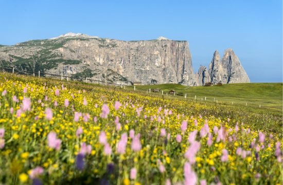 Blumenwiese